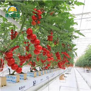 Efficient Farming with Modern Fertigation System Solutions