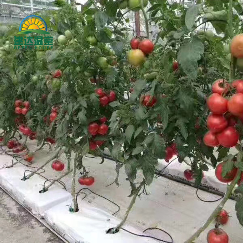 Efficient Farming with Modern Fertigation System Solutions