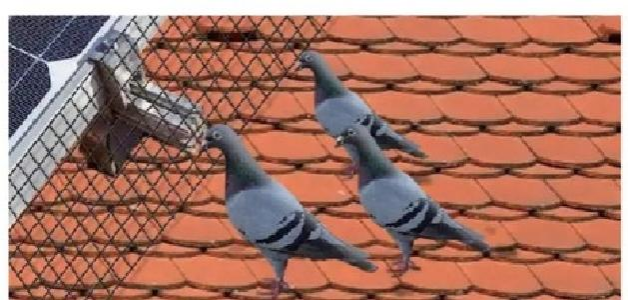 Anti-Bird Cage