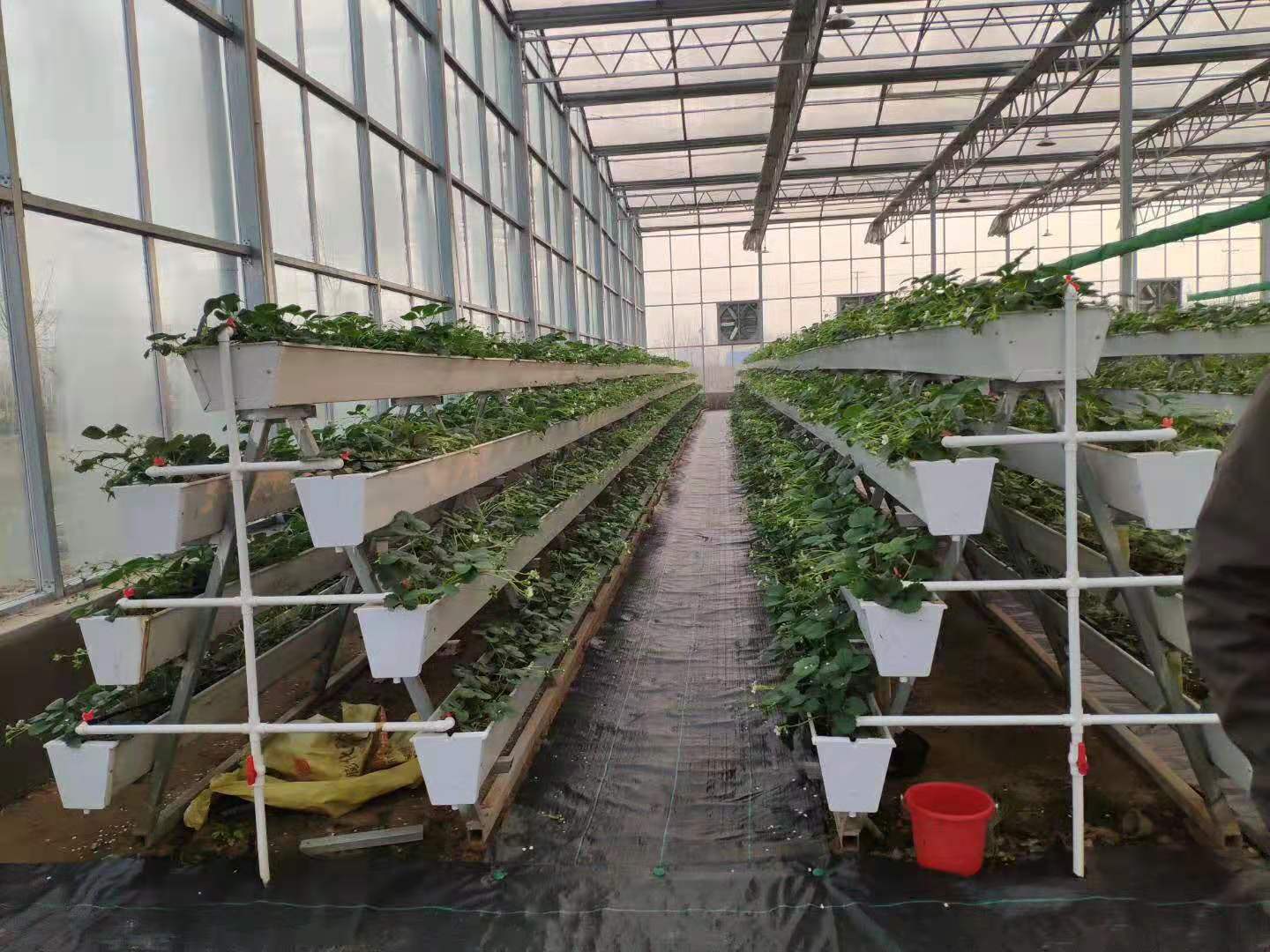 vegetable greenhouse