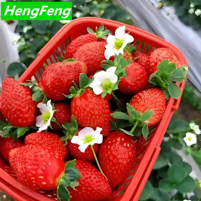 agriculture greenhouse