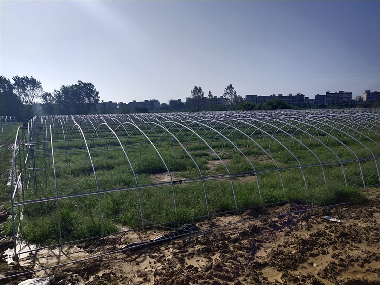 tunnel greenhouse