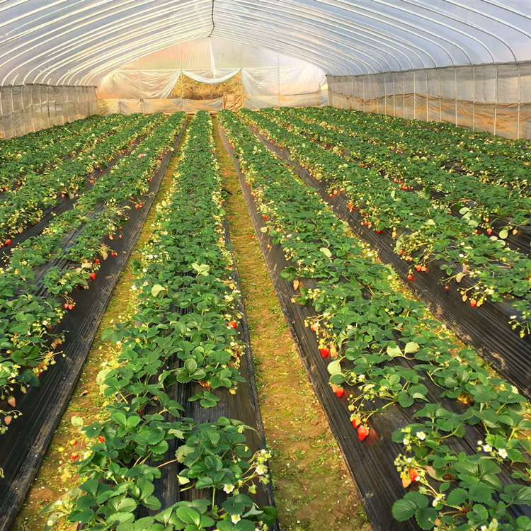 Acquista piccola serra,piccola serra prezzi,piccola serra marche,piccola serra Produttori,piccola serra Citazioni,piccola serra  l'azienda,