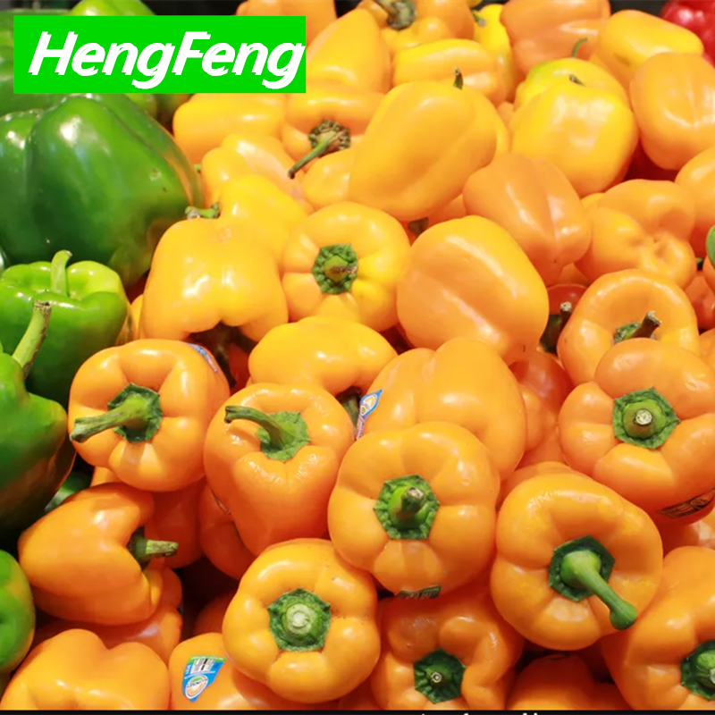 chilli greenhouse