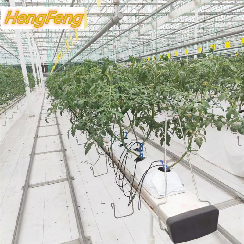 chilli greenhouse