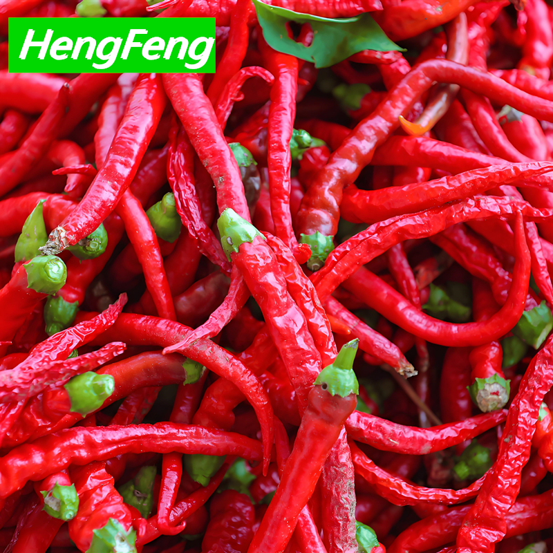 chilli greenhouse