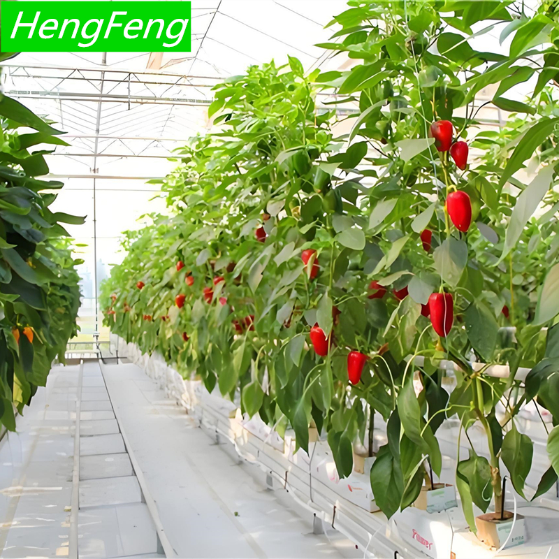 glass greenhouse