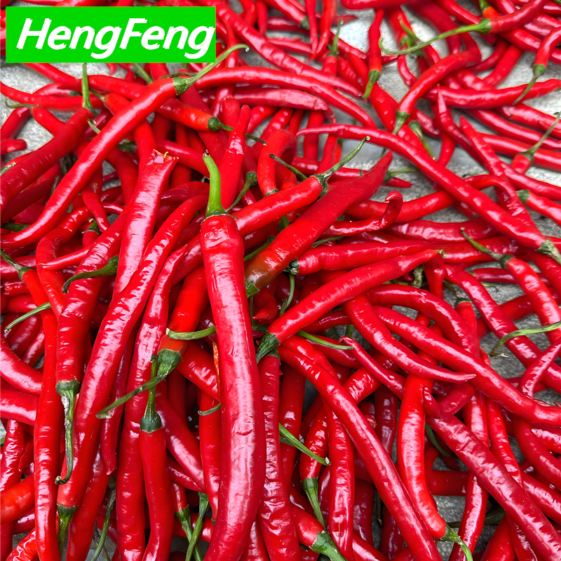 chilli greenhouse