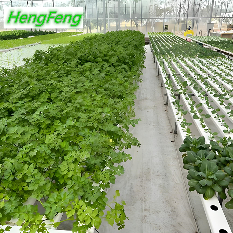 multispan glass greenhouse