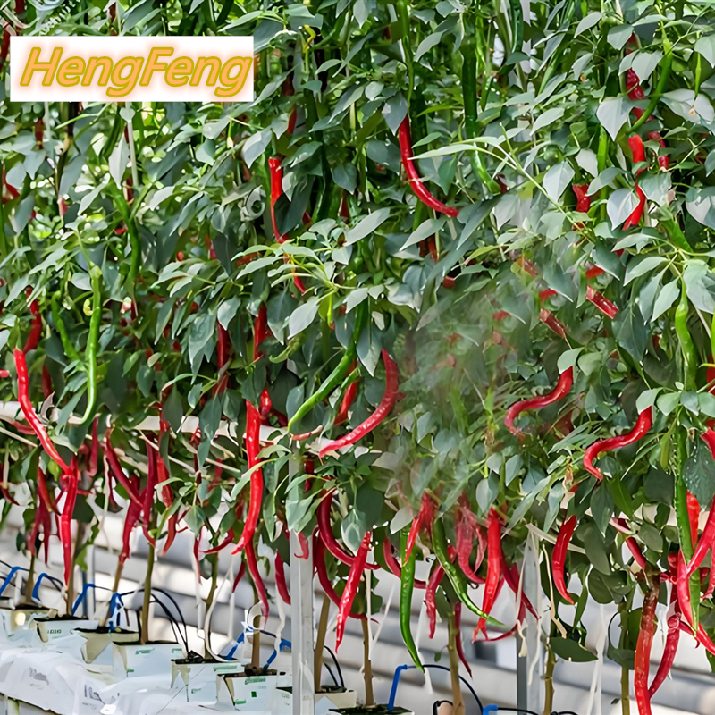 vegetable greenhouse