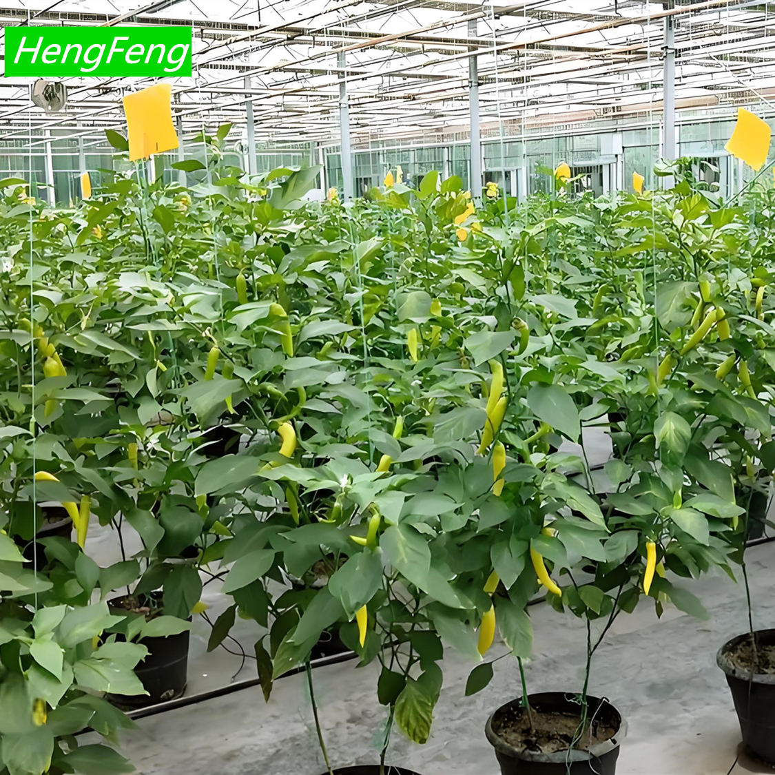 hydroponic greenhouse