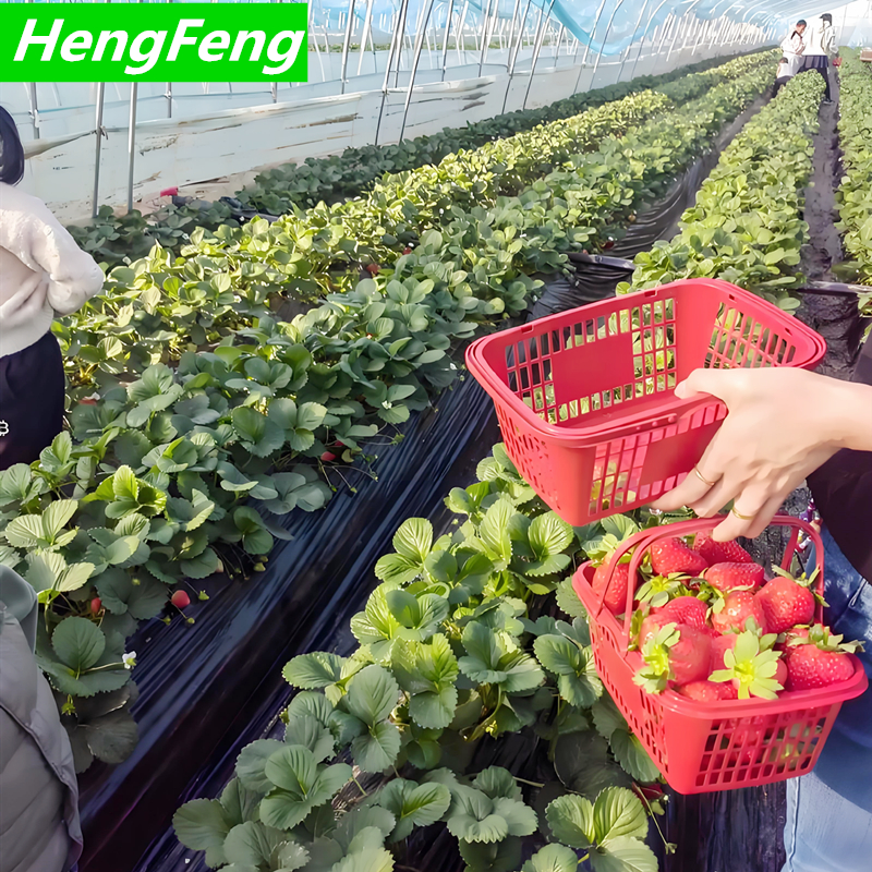 10x10 greenhouse