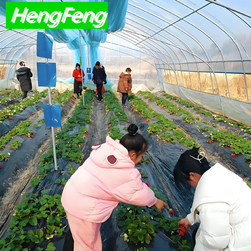 heavy duty polytunnel-10x30（m）