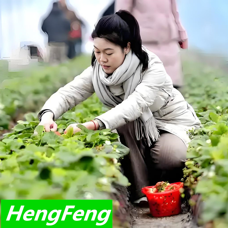 heavy duty polytunnel for strawberry picking