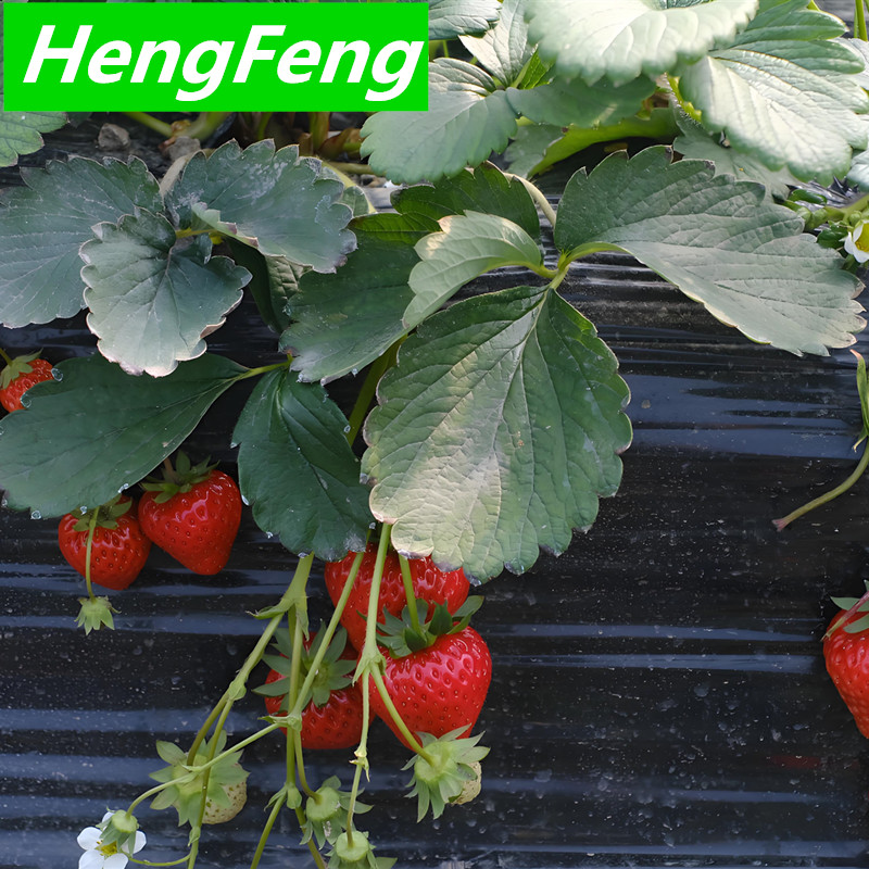 heavy duty polytunnel for strawberry picking