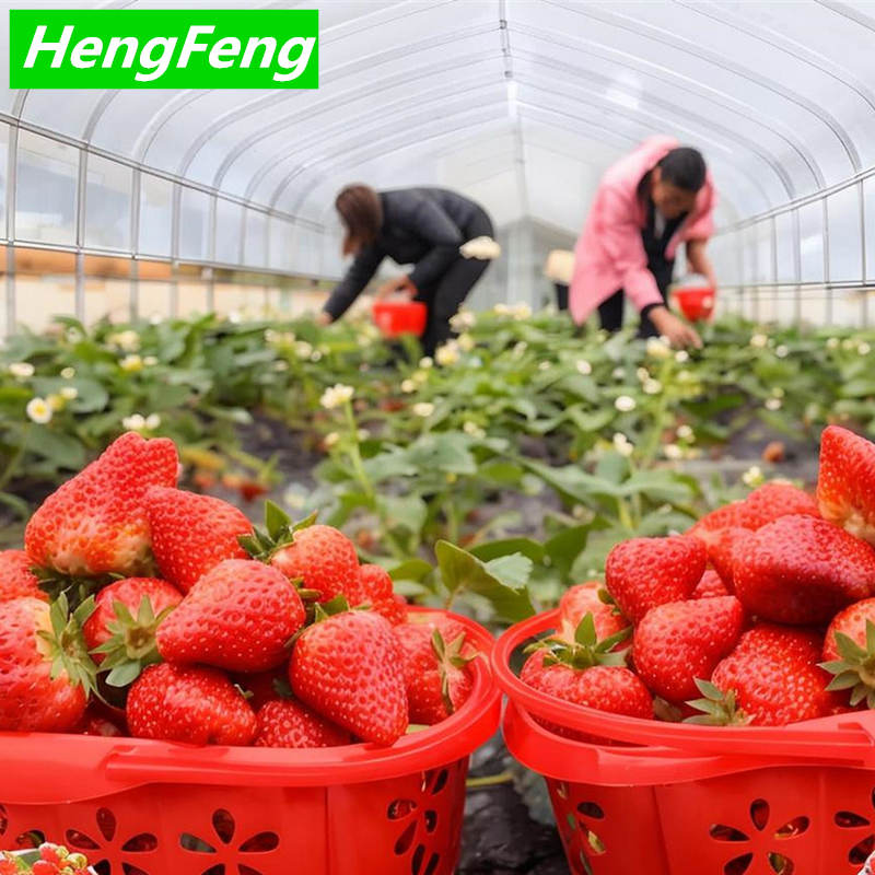 heavy duty polytunnel