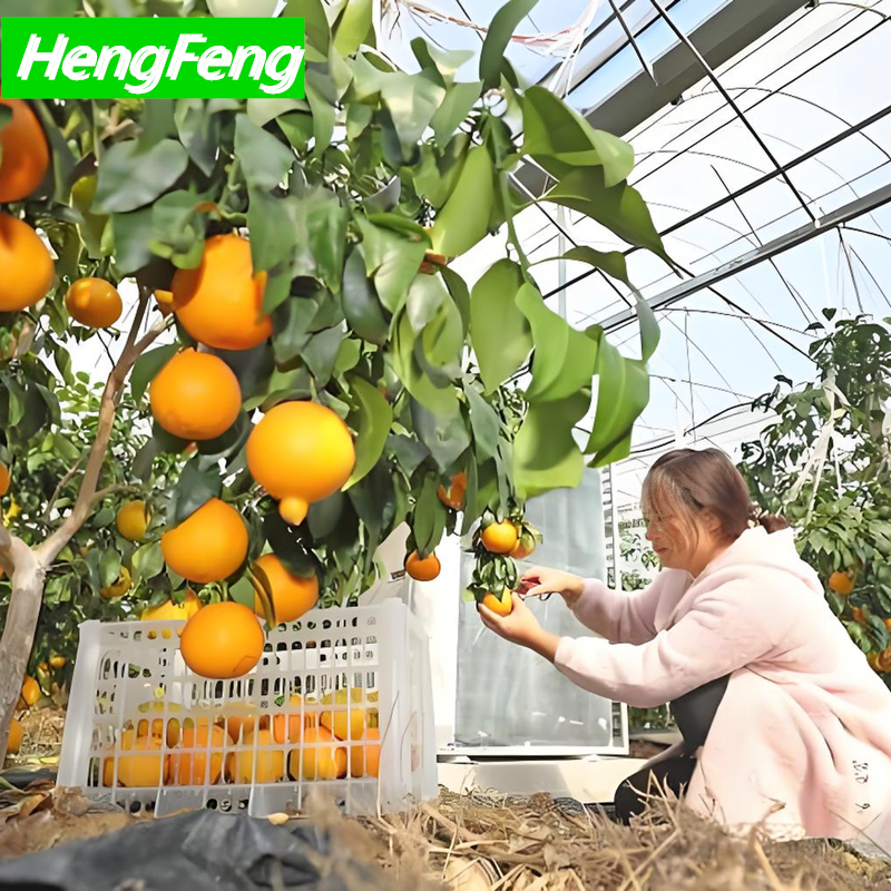 주문 오렌저리 온실 필름 온실,오렌저리 온실 필름 온실 가격,오렌저리 온실 필름 온실 브랜드,오렌저리 온실 필름 온실 제조업체,오렌저리 온실 필름 온실 인용,오렌저리 온실 필름 온실 회사,