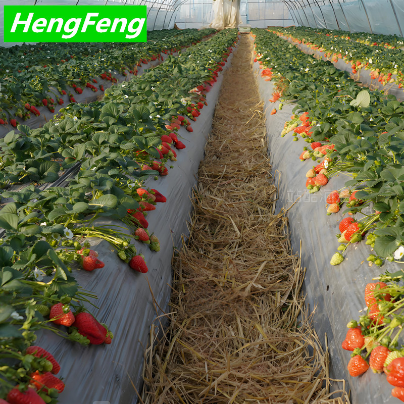 tunnel greenhouse for sale
