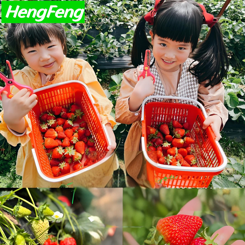 poly tunnel for sale 10x40（m） for strawberry