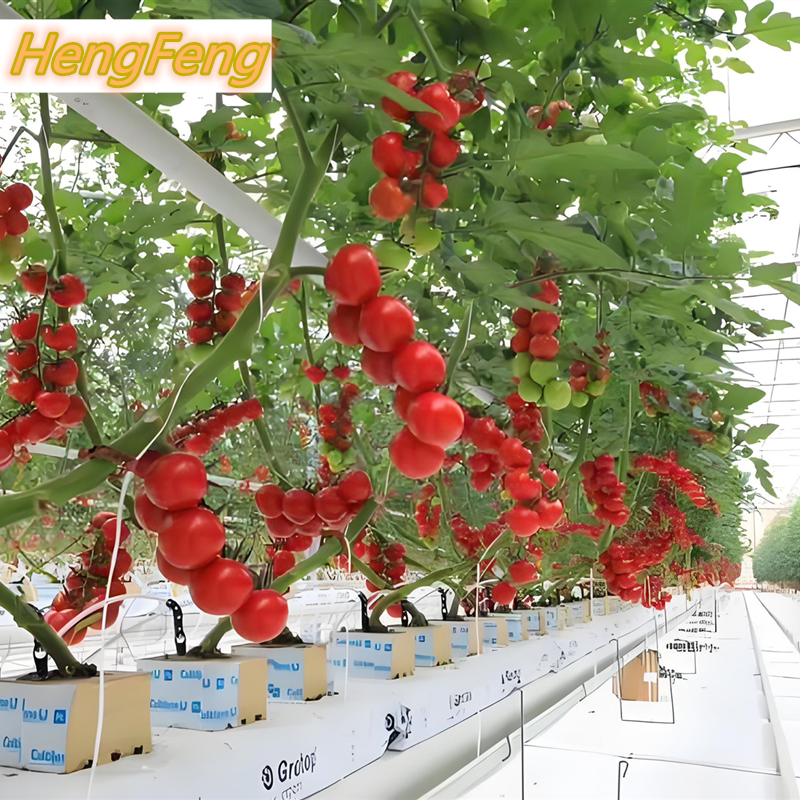 Comprar estufa isolada, estufa de cultivo sem solo,estufa isolada, estufa de cultivo sem solo Preço,estufa isolada, estufa de cultivo sem solo   Marcas,estufa isolada, estufa de cultivo sem solo Fabricante,estufa isolada, estufa de cultivo sem solo Mercado,estufa isolada, estufa de cultivo sem solo Companhia,