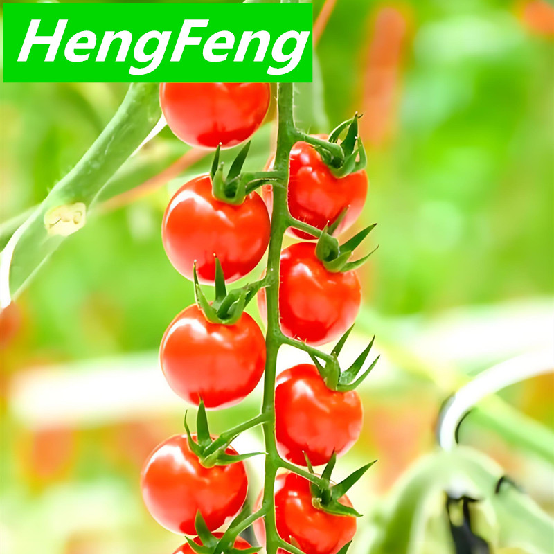 Kaufen hohes Gewächshaus für Tomaten, für Kirschtomaten;hohes Gewächshaus für Tomaten, für Kirschtomaten Preis;hohes Gewächshaus für Tomaten, für Kirschtomaten Marken;hohes Gewächshaus für Tomaten, für Kirschtomaten Hersteller;hohes Gewächshaus für Tomaten, für Kirschtomaten Zitat;hohes Gewächshaus für Tomaten, für Kirschtomaten Unternehmen