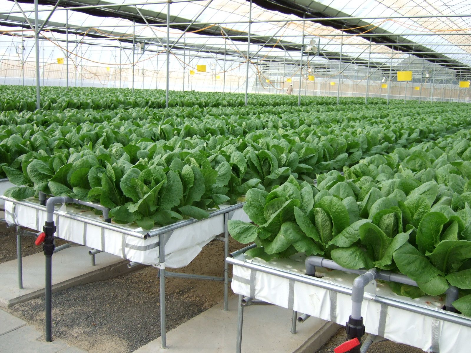 agriculture greenhouse