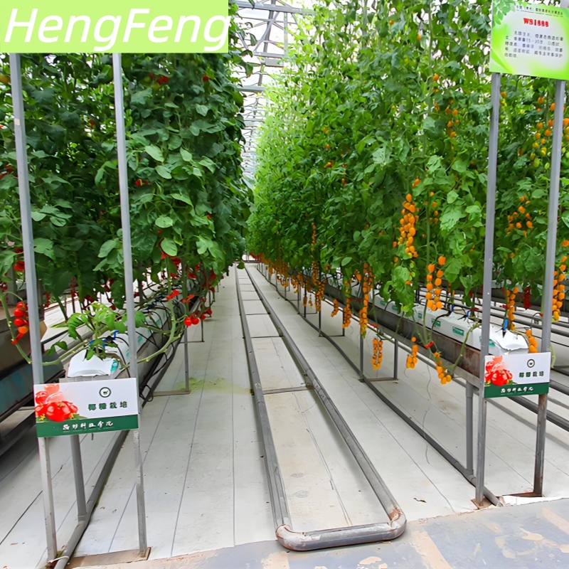 flavor good cherry tomato soilless cultivation greenhouse