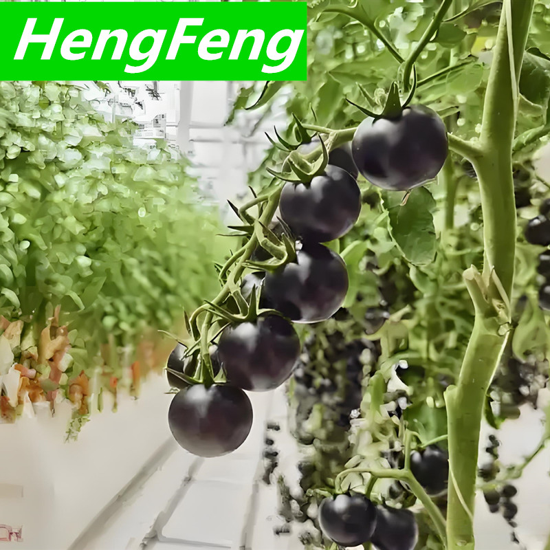 flavor good cherry tomato soilless cultivation greenhouse