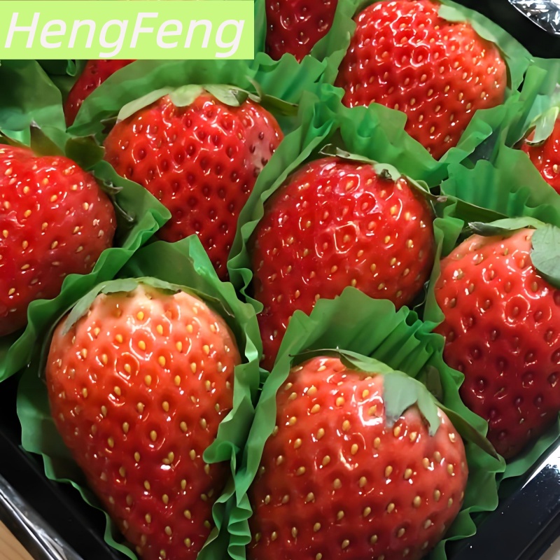 Acheter Petite serre 2025 HengFeng en promotion,Petite serre 2025 HengFeng en promotion Prix,Petite serre 2025 HengFeng en promotion Marques,Petite serre 2025 HengFeng en promotion Fabricant,Petite serre 2025 HengFeng en promotion Quotes,Petite serre 2025 HengFeng en promotion Société,
