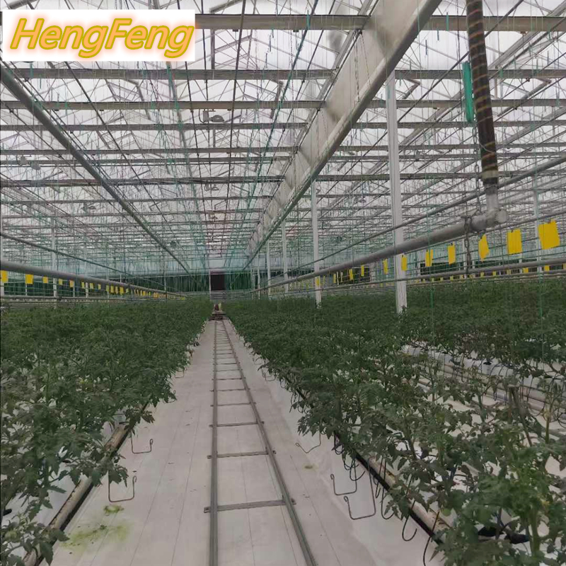 주문 농업용 온실-다중 스팬 유리 온실,농업용 온실-다중 스팬 유리 온실 가격,농업용 온실-다중 스팬 유리 온실 브랜드,농업용 온실-다중 스팬 유리 온실 제조업체,농업용 온실-다중 스팬 유리 온실 인용,농업용 온실-다중 스팬 유리 온실 회사,