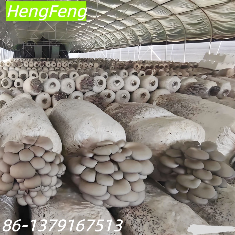 shiitake mushroom greenhouse