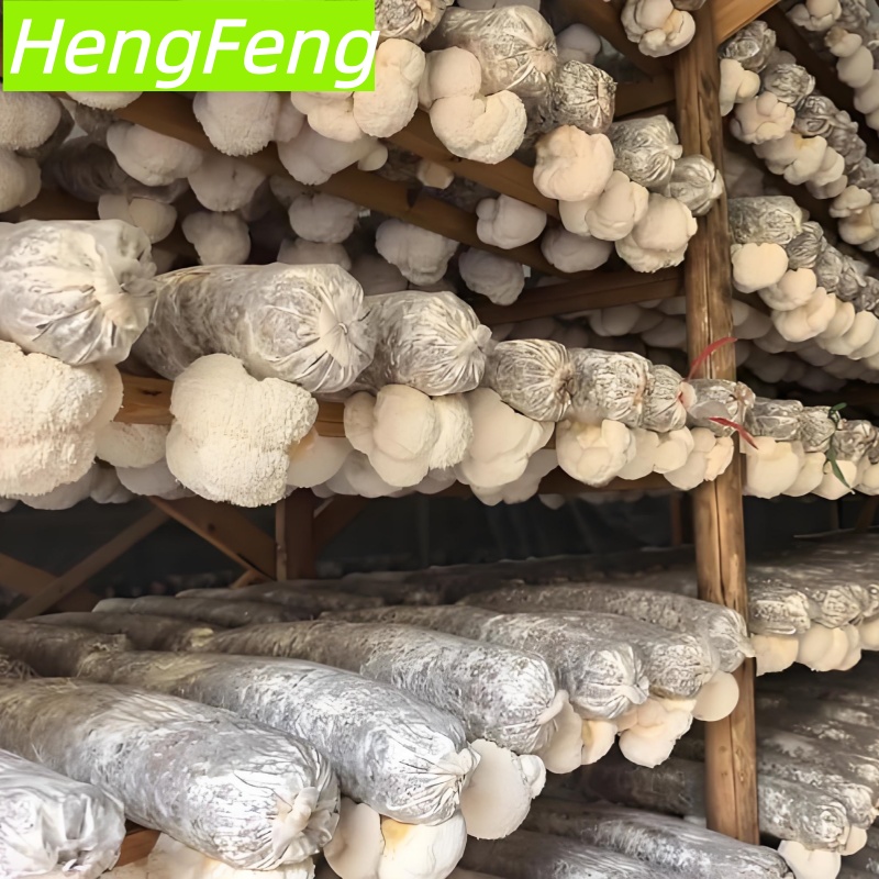 Lion's mane greenhouse