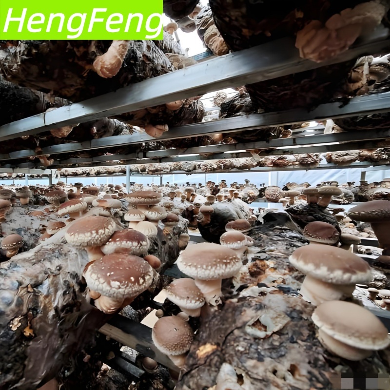 Small Shiitake Mushroom Greenhouse