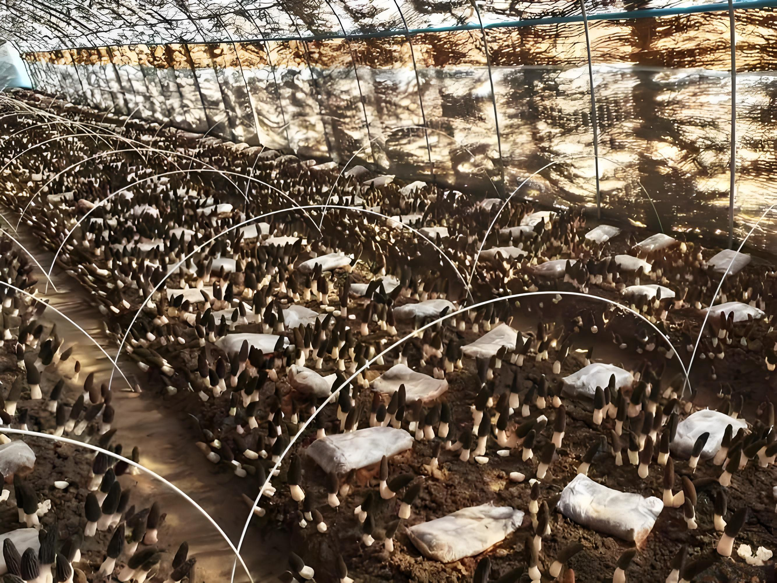 single span greenhouse