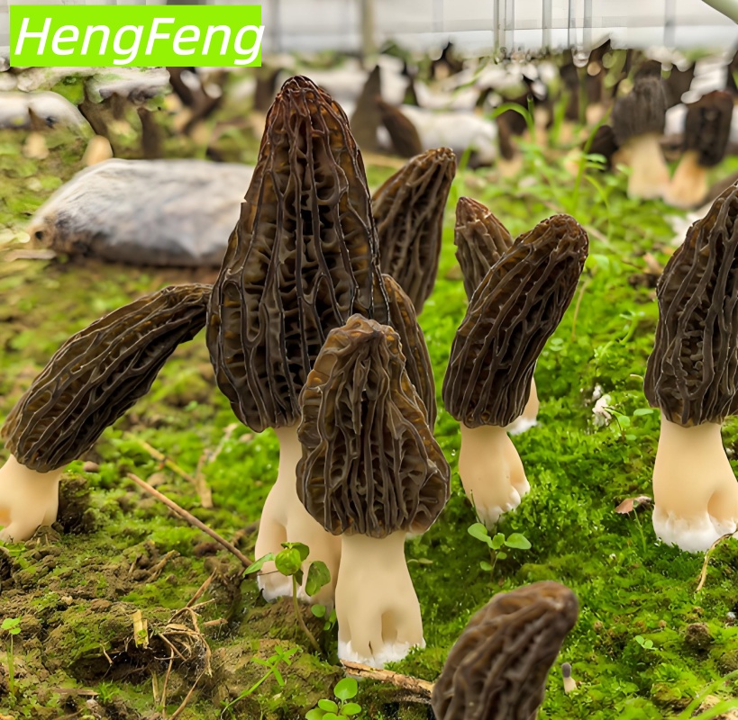 shiitake mushroom greenhouse