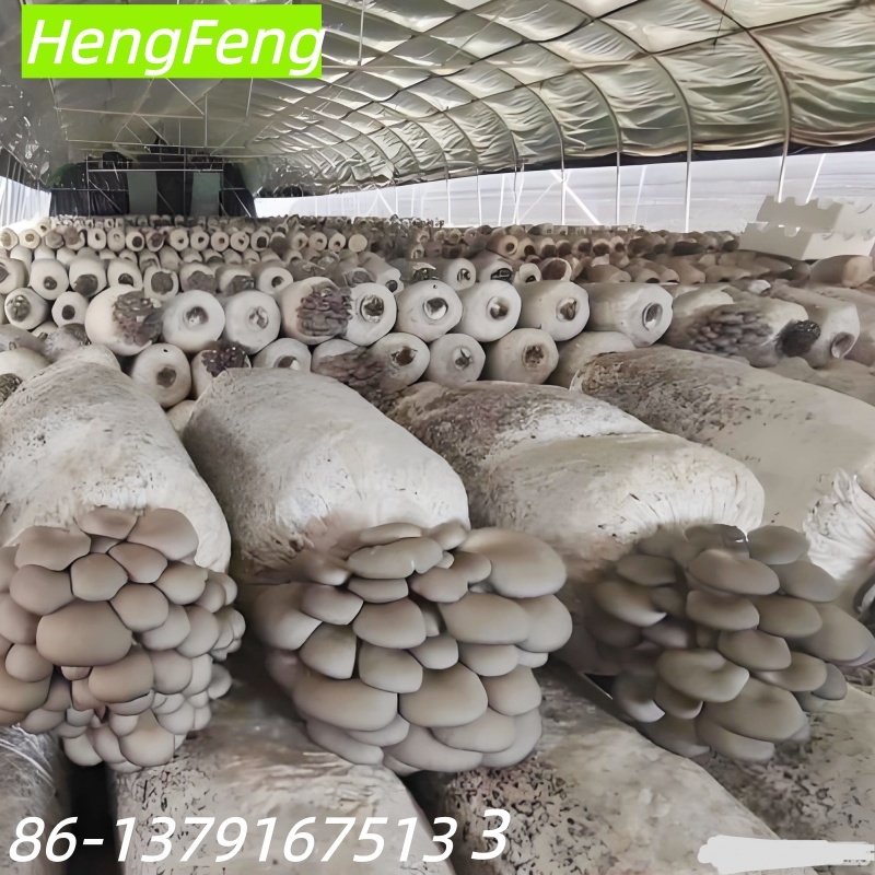 oster mushroom greenhouse