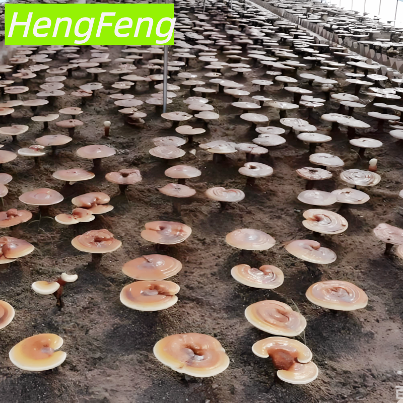 ganoderma lucidum greenhouse