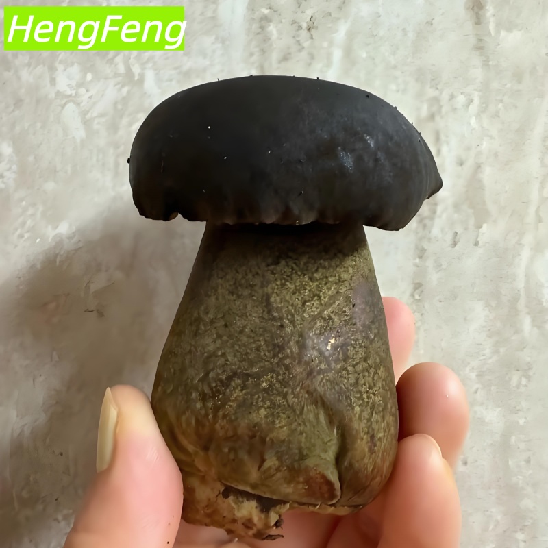greenhouse grown porcini