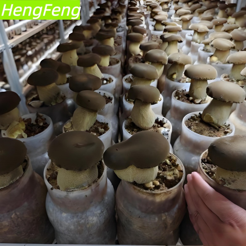 greenhouse mushroom farming