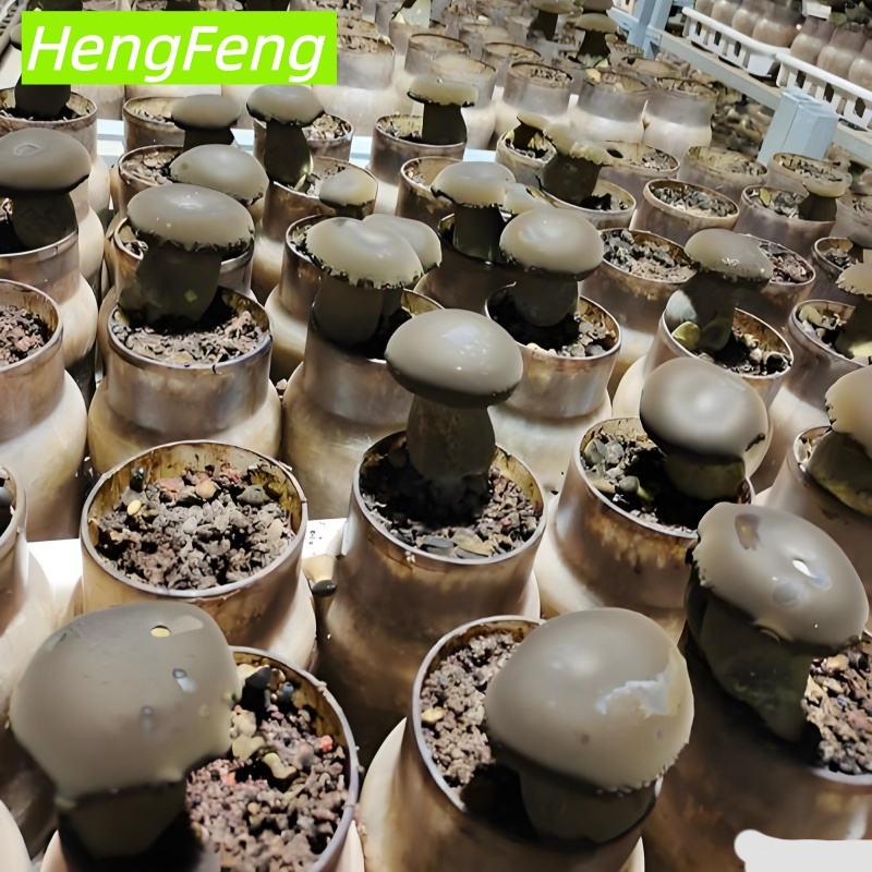 greenhouse mushroom farming