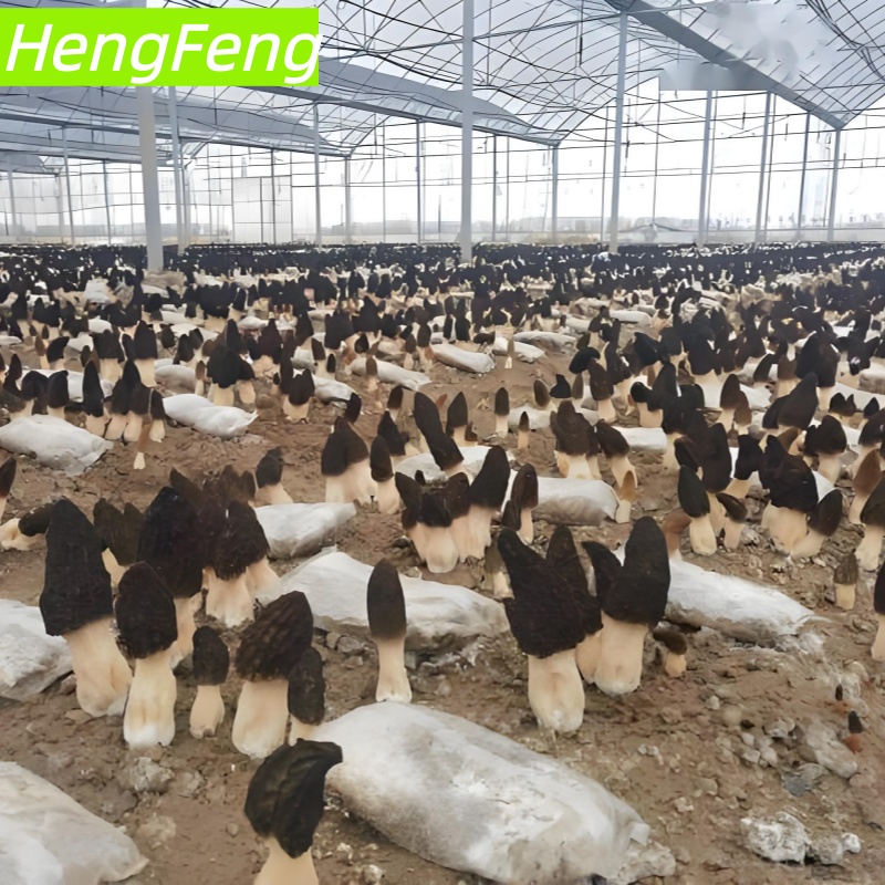 주문 온실에서 모렐 버섯 재배,온실에서 모렐 버섯 재배 가격,온실에서 모렐 버섯 재배 브랜드,온실에서 모렐 버섯 재배 제조업체,온실에서 모렐 버섯 재배 인용,온실에서 모렐 버섯 재배 회사,