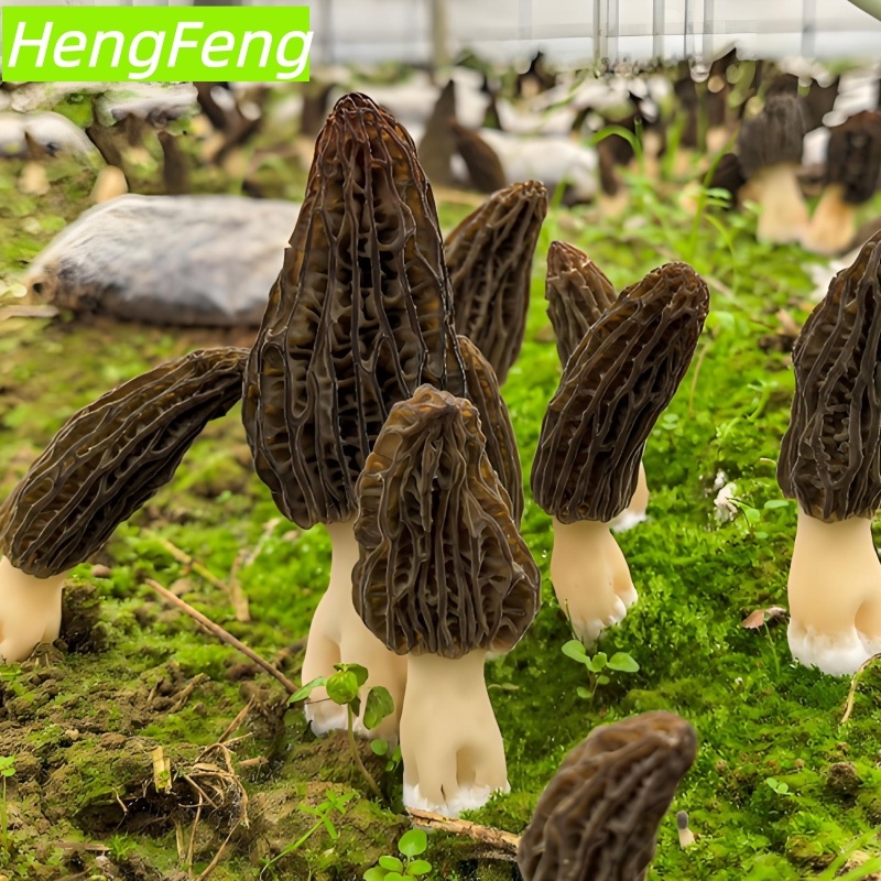 growing morel mushrooms in a greenhouse