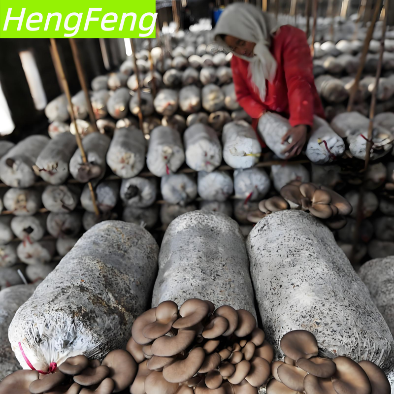 Acquista serra di funghi ostrica,serra di funghi ostrica prezzi,serra di funghi ostrica marche,serra di funghi ostrica Produttori,serra di funghi ostrica Citazioni,serra di funghi ostrica  l'azienda,