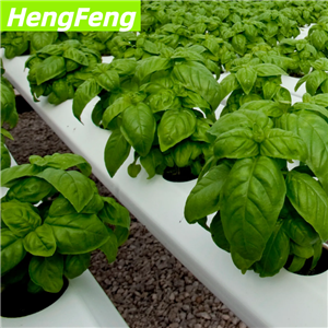 greenhouse farming new style