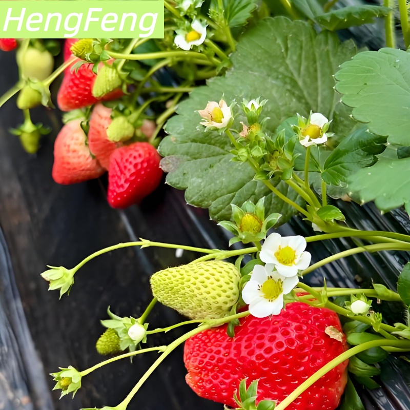 Acquista fragole coltivate in serra vs fragole biologiche,fragole coltivate in serra vs fragole biologiche prezzi,fragole coltivate in serra vs fragole biologiche marche,fragole coltivate in serra vs fragole biologiche Produttori,fragole coltivate in serra vs fragole biologiche Citazioni,fragole coltivate in serra vs fragole biologiche  l'azienda,