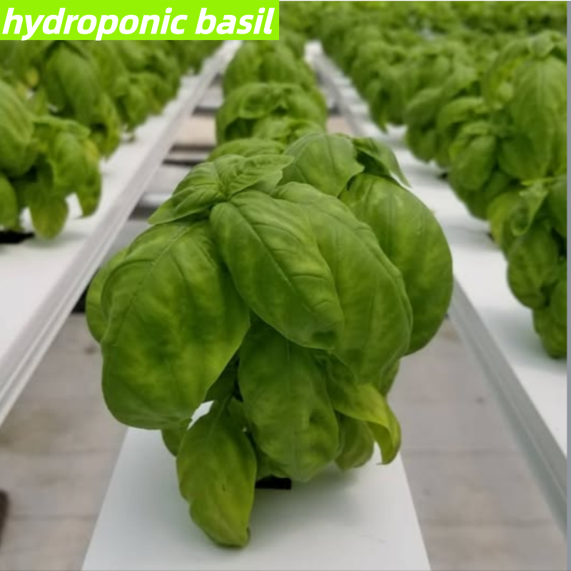 Acquista serra biologica,serra biologica prezzi,serra biologica marche,serra biologica Produttori,serra biologica Citazioni,serra biologica  l'azienda,