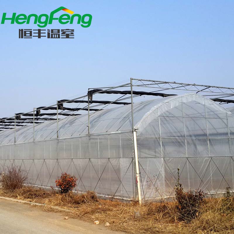 multispan film greenhouse for sweet potato