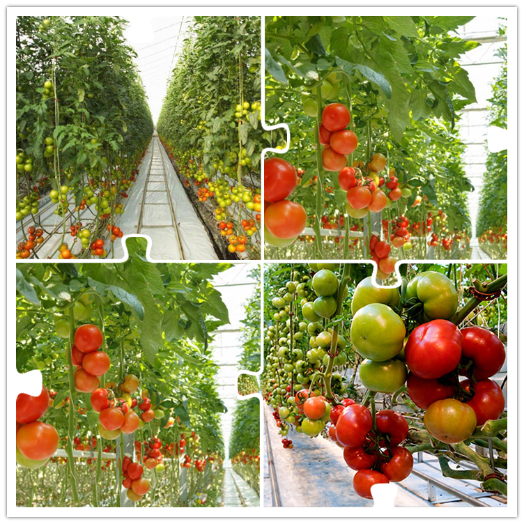 polycarbonate greenhouse clearance