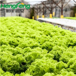 agriculture sous serre