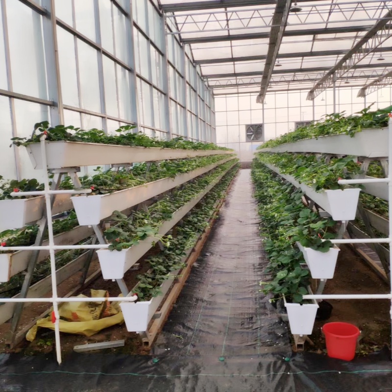strawberry greenhouse